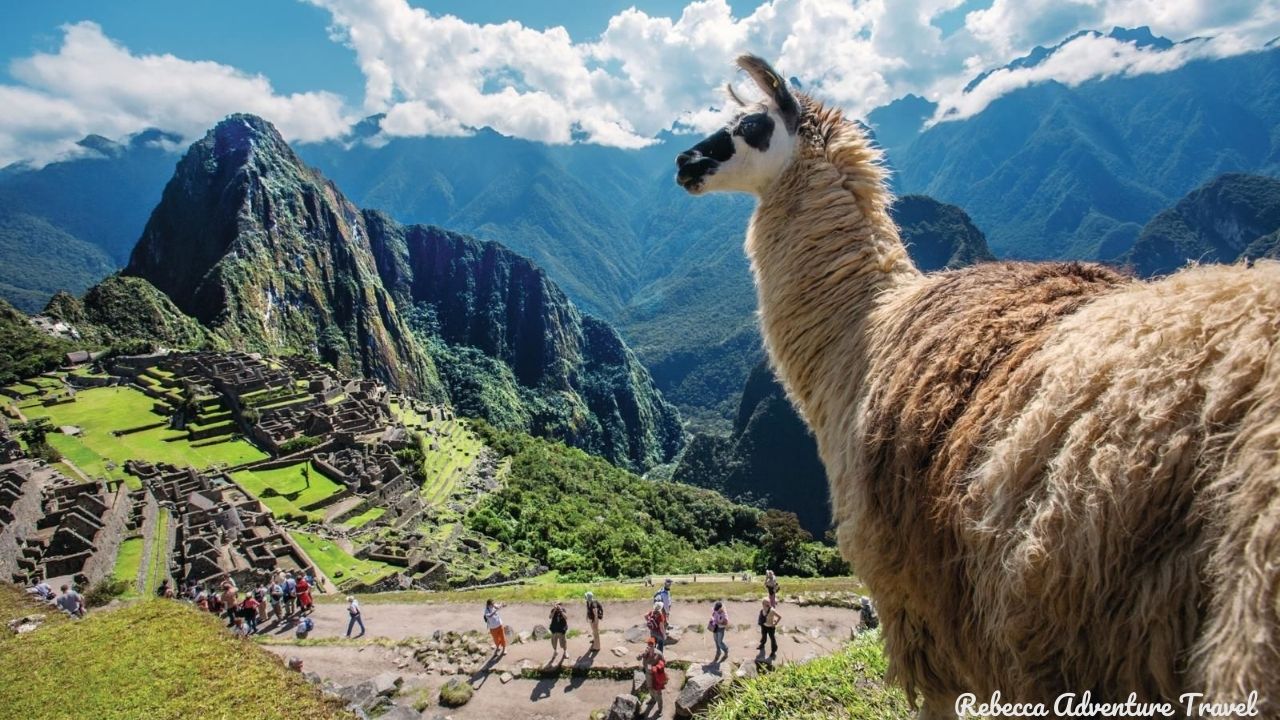 Machu Picchu Llama -- Credit: Gihan Tubbeh, PROMPERU