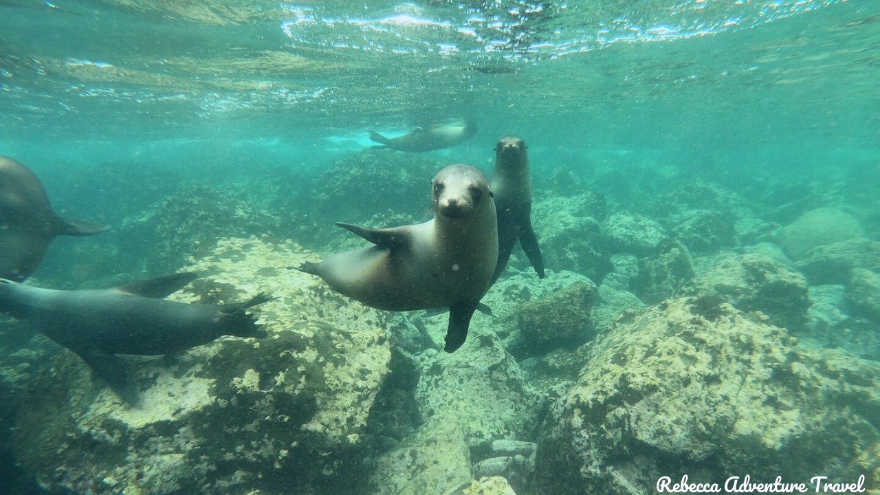 Sea lions playing