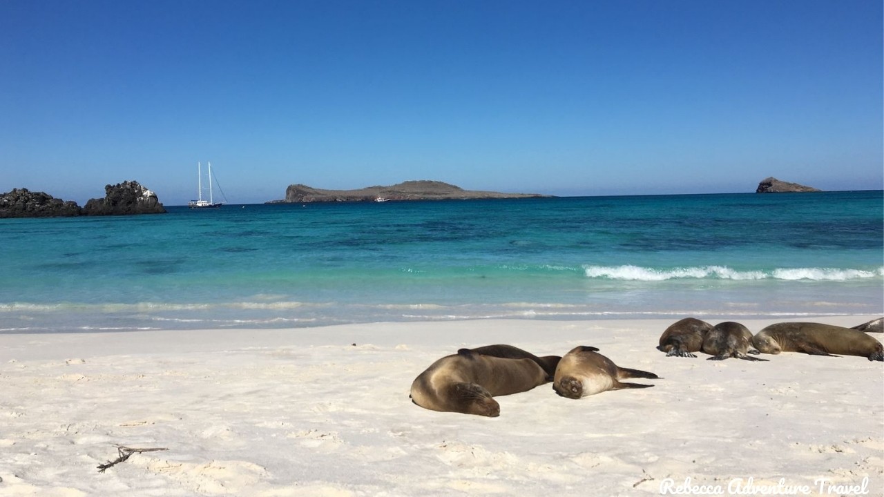 Sleeping sea lions