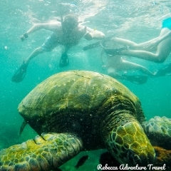 Rebecca Adventure Travel Snorkeling Los Tuneles Isabela