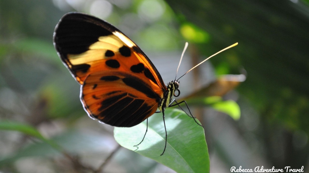 Amazon Butterfly