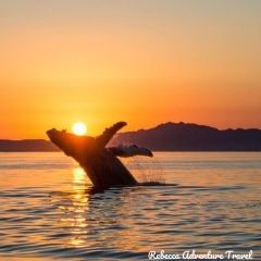 Rebecca Adventure Travel Whale Isla de la Plata