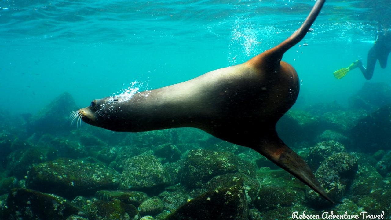 Sea Lion Under Water