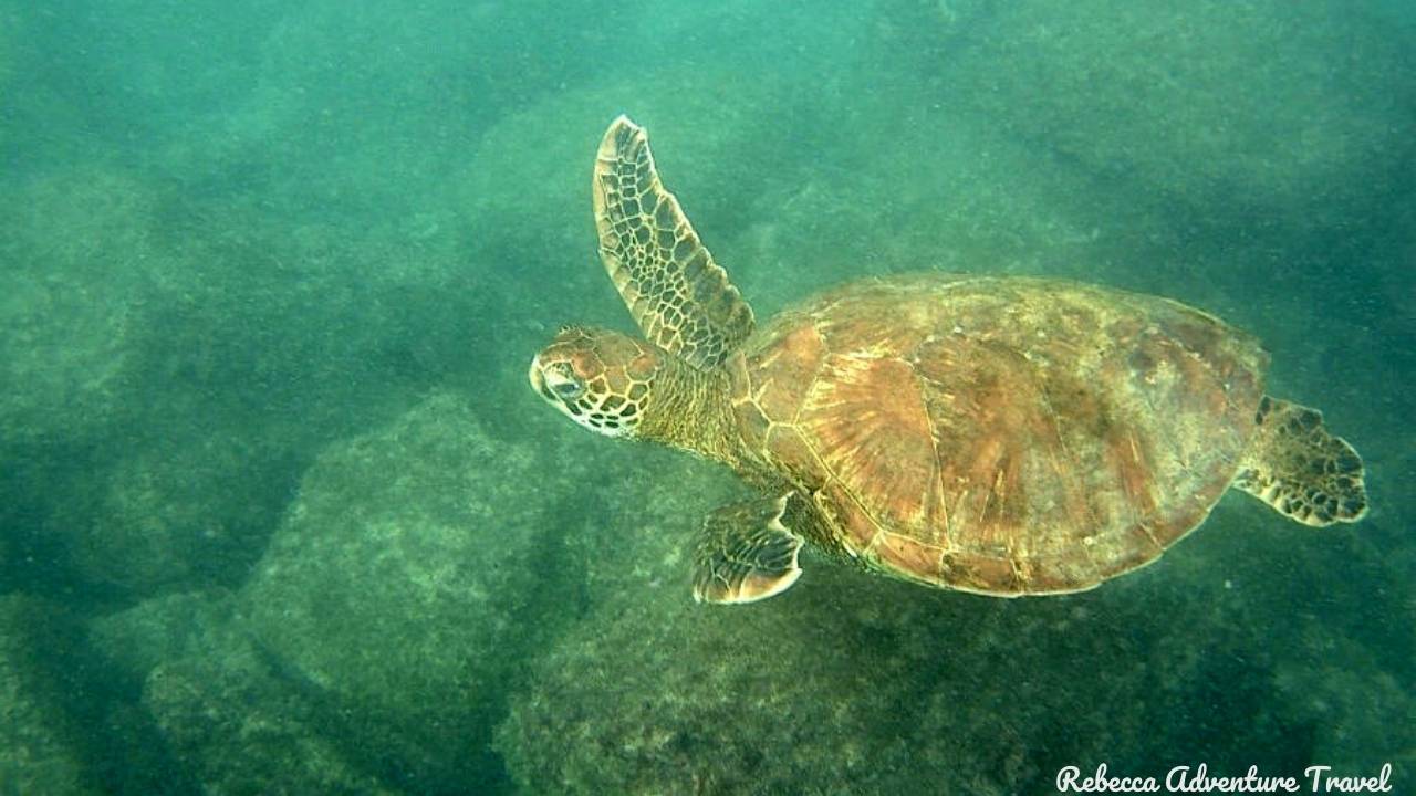 Snorkeling-Sea-turtle