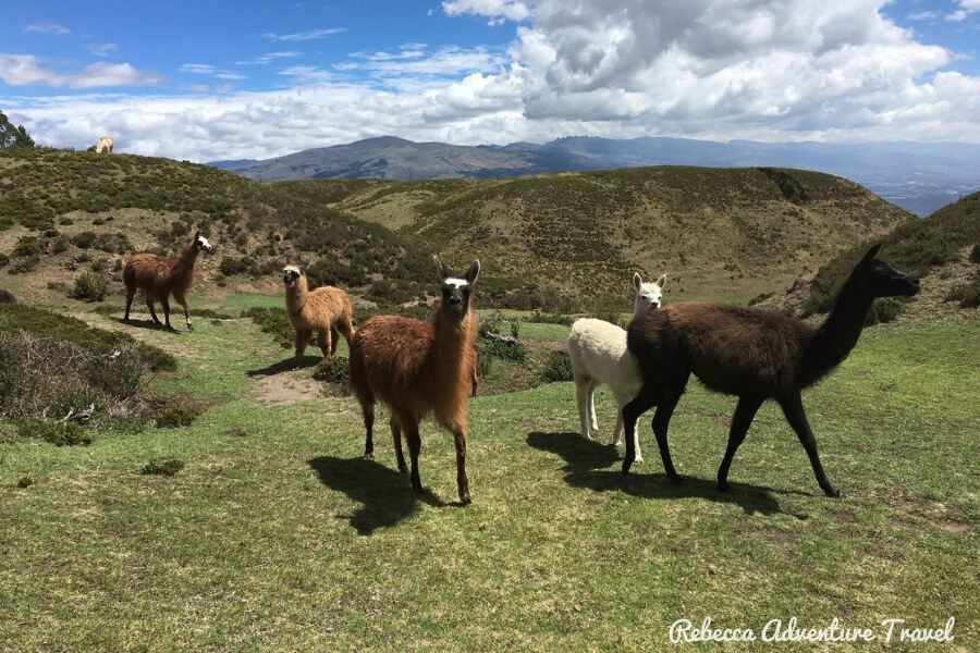 Travel Ecuador - Llamas