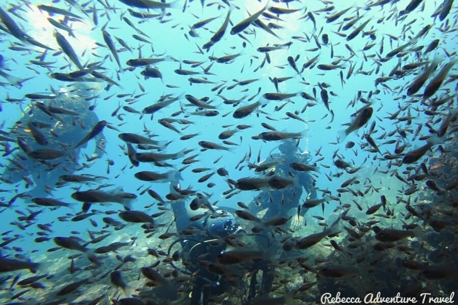 Galapagos Fish Underwater