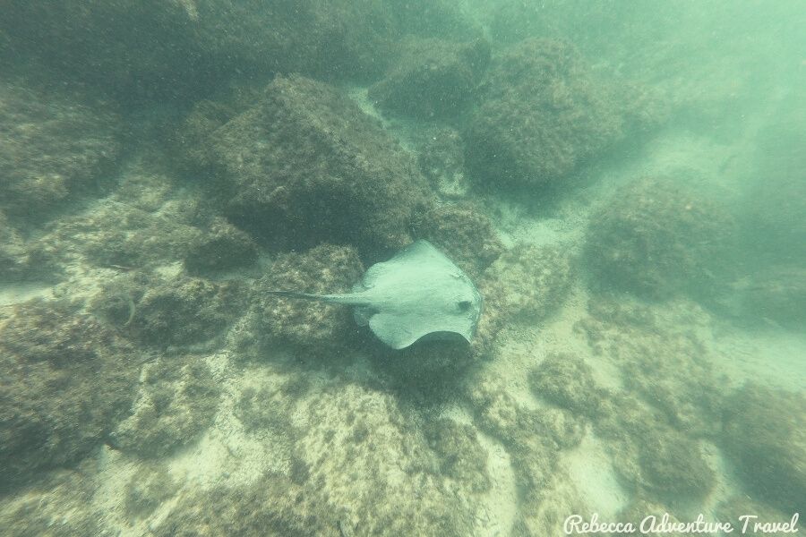 Ray Underwater - Snorkeling vs Diving Galapagos