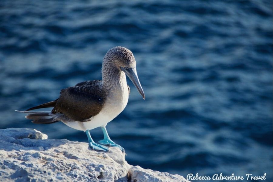 Blue Footed Booby