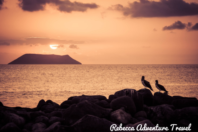 Birds are very important for the Galapagos Islands.