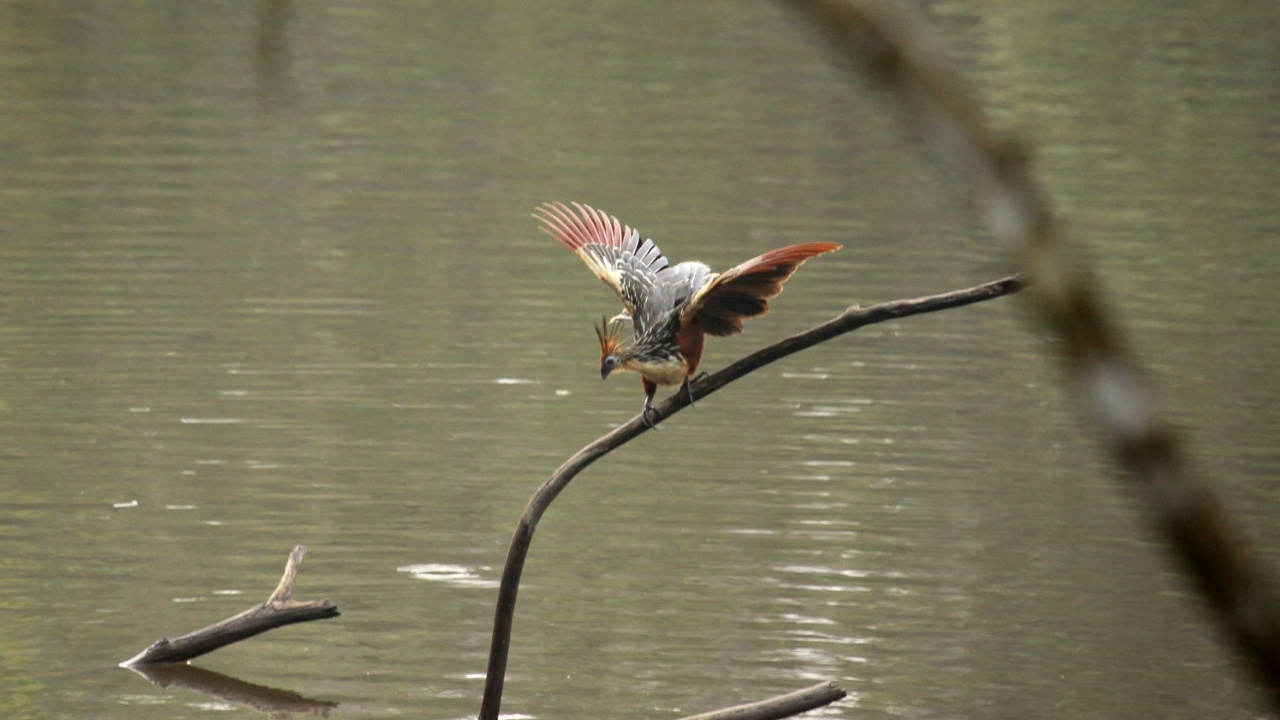 Hoatzin bird Amazon