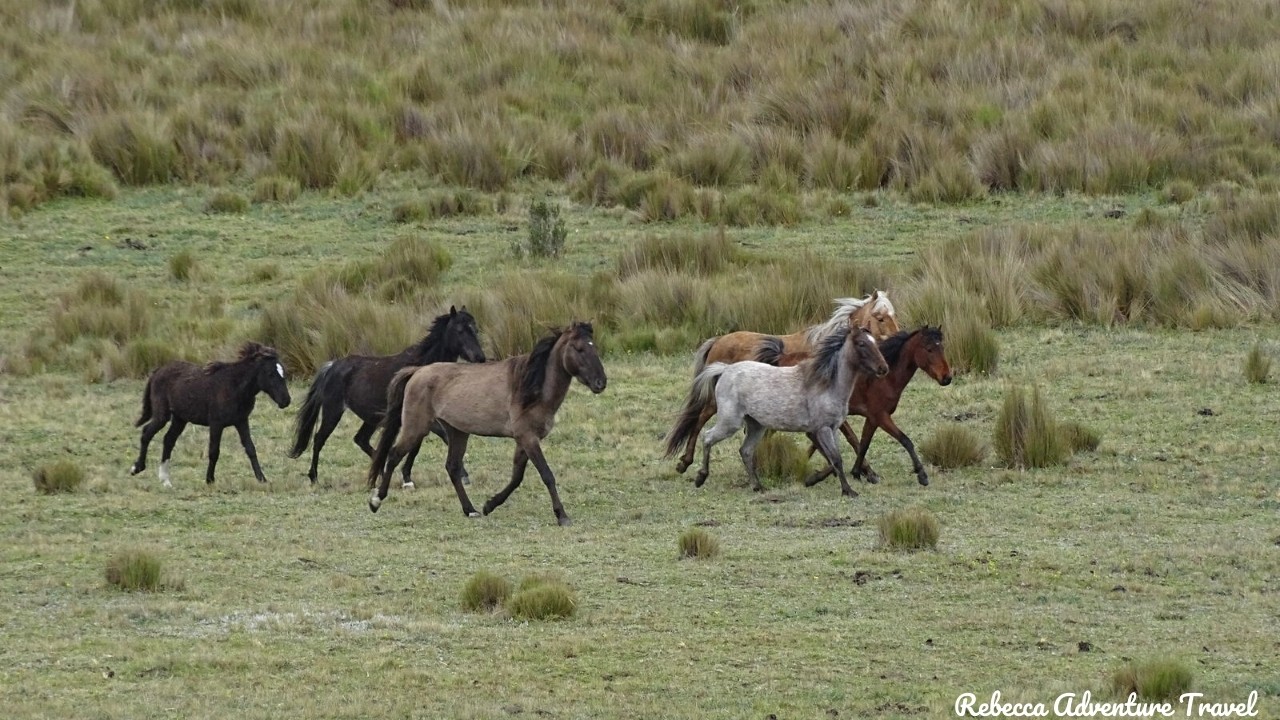 Horses at Cotopaxi National Park
