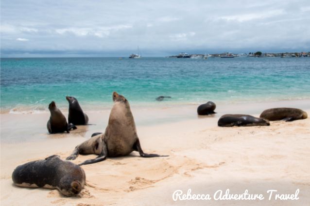 Sea lions resting on Galapagos beach.