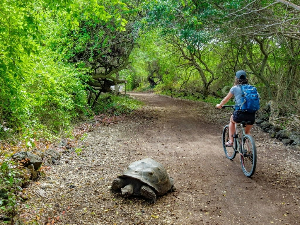 Traveler in armony with tortoise