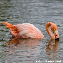 Rebecca Adventure Travel Flamingo
