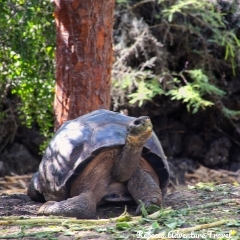 Rebecca Adventure Travel Galapagos Tortoise at Charles Darwin Station