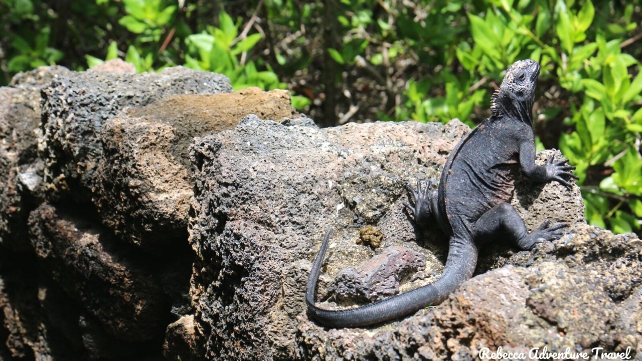 Iguana from Isabela Island