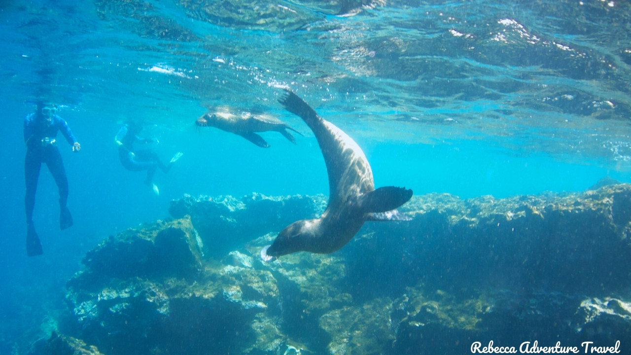 Snorkeling with sea lions