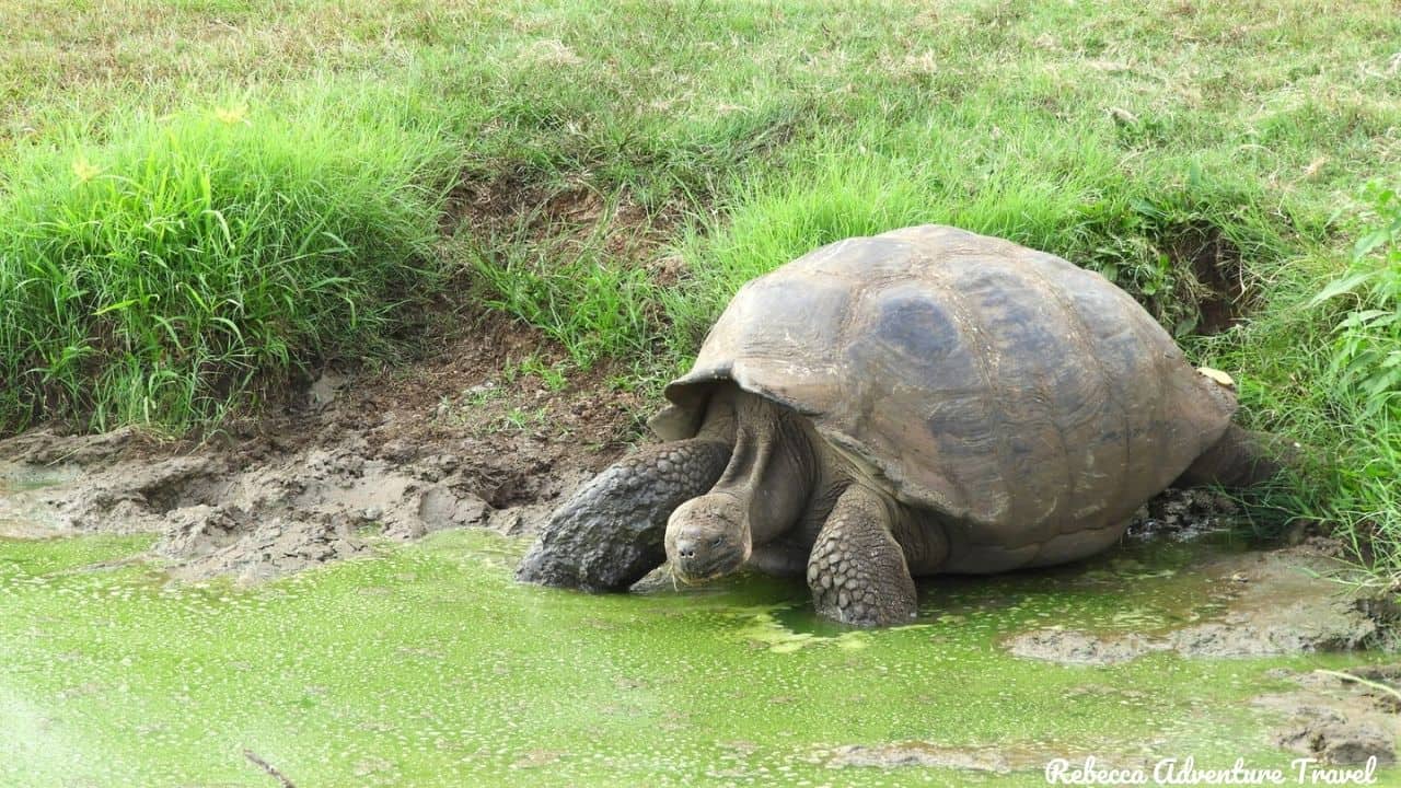 Galapagos-Giant-tortoise-at-Wetlands