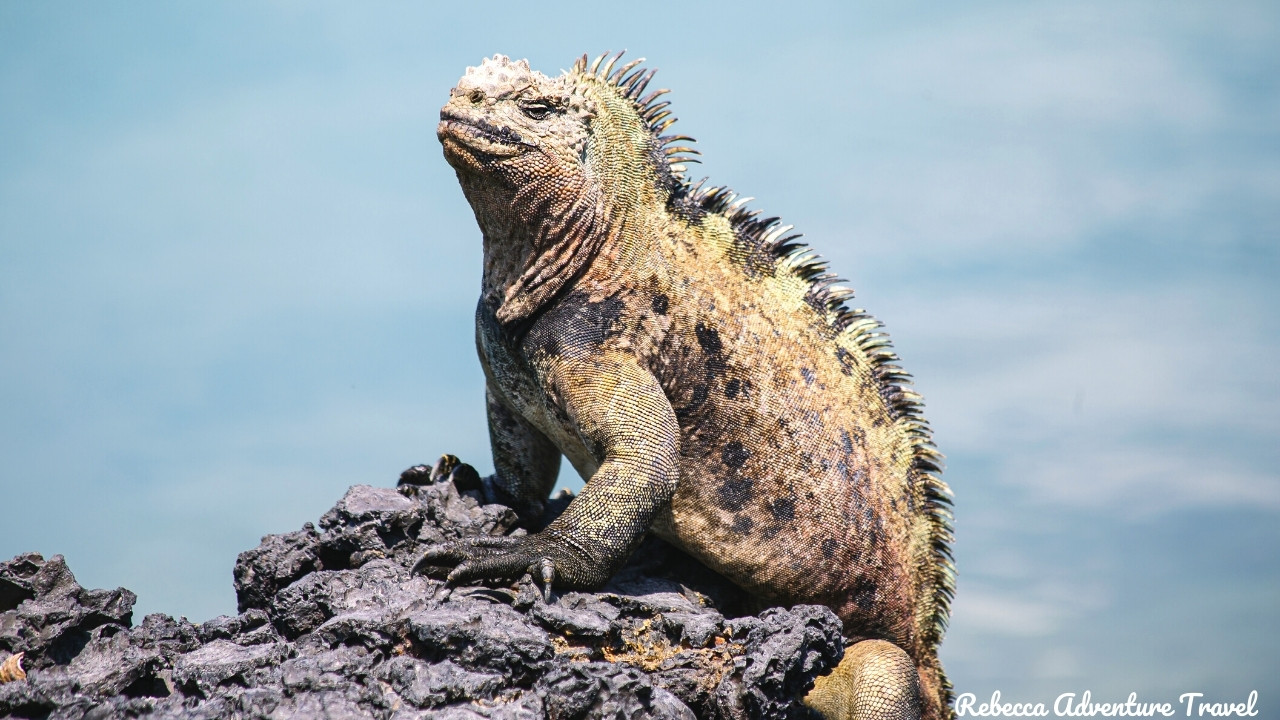 Marine iguana at Tintoreras Islet