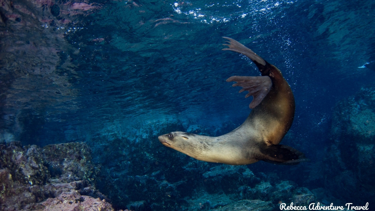 Sea lion underwater