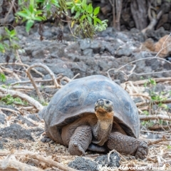 Rebecca Adventure Travel Galapagos Giant Tortoise