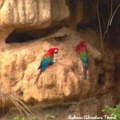 Rebecca Adventure Travel Macaws
