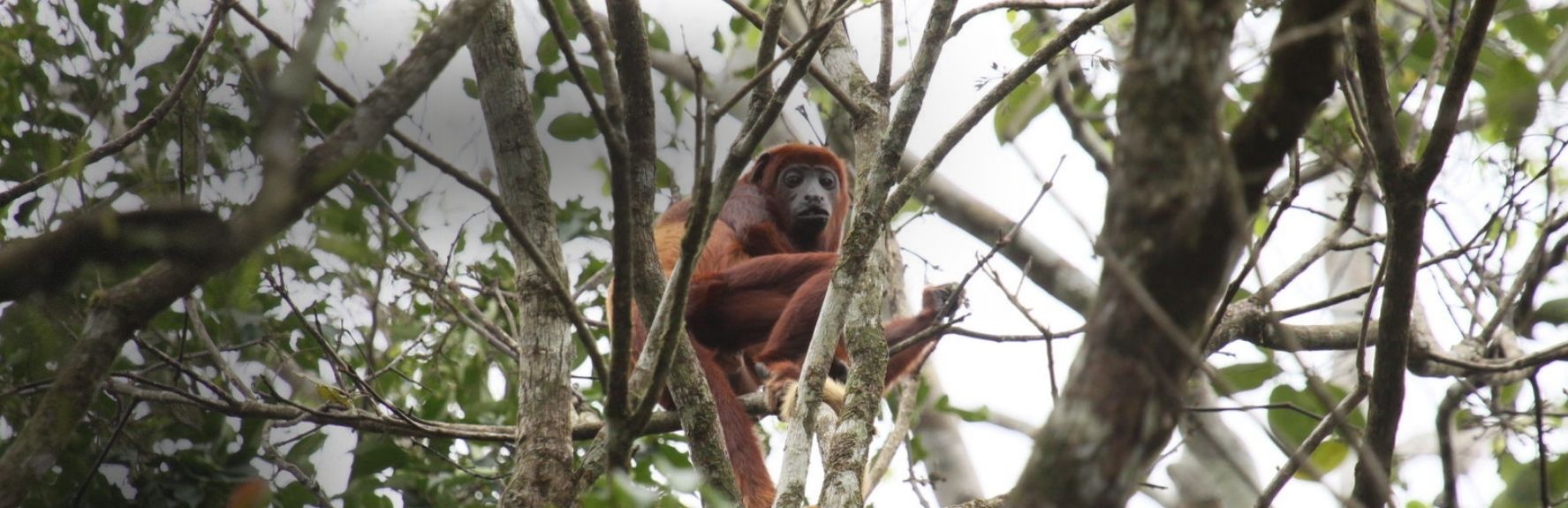 4 Day Amazon Cuyabeno Adventure