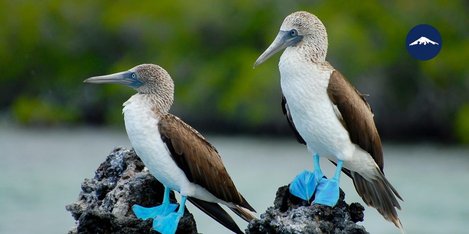 Top 10 Galapagos Animals - Rebecca Adventure Travel