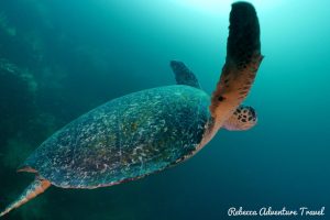 Galapagos Green turtle