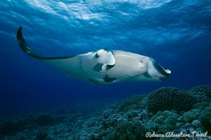 Galapagos Manta Ray