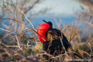 Galapagos Frigate birds