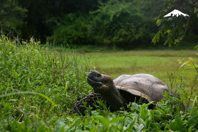 Galapagos Giant Tortoise.