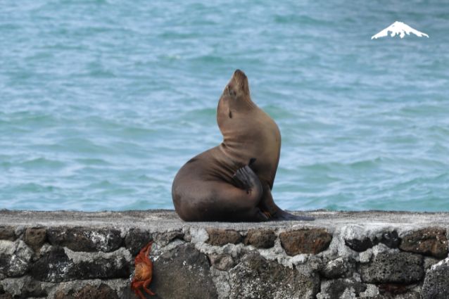 Galapagos Sea Lion.