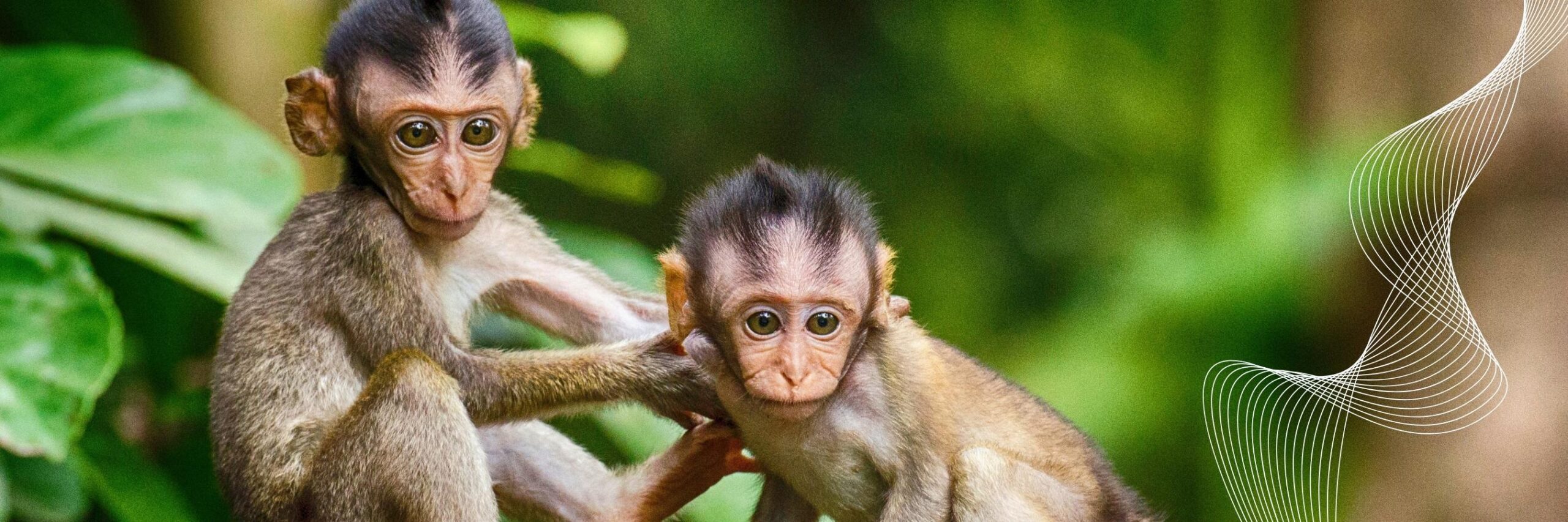 Ecuador monkey