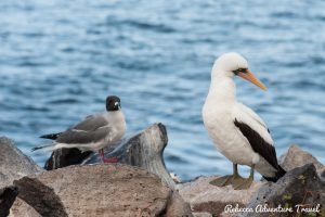 Galapagos animals