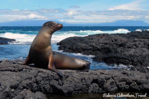 Galapagos wildlife