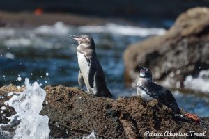 Santiago Island penguin