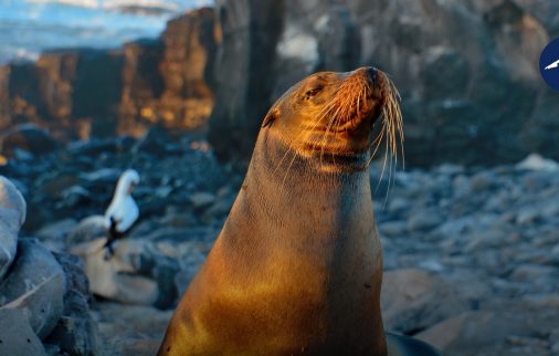 Galapagos among coolest places Featured Image