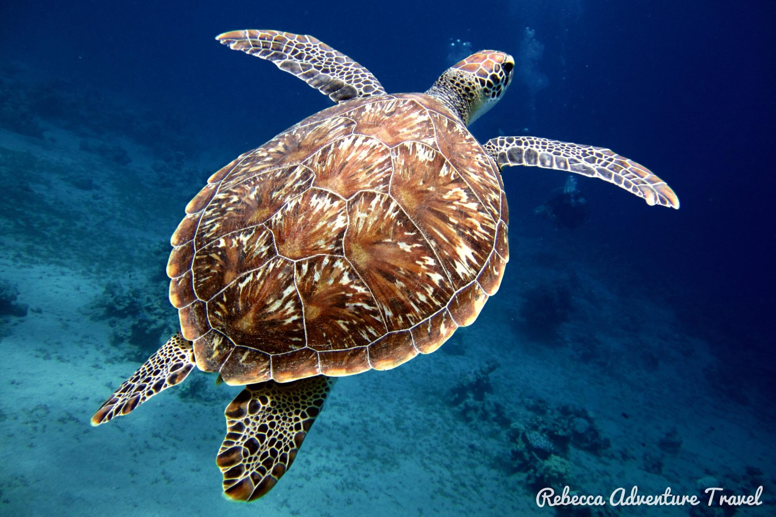 Galapagos Marine Reserve tortoise