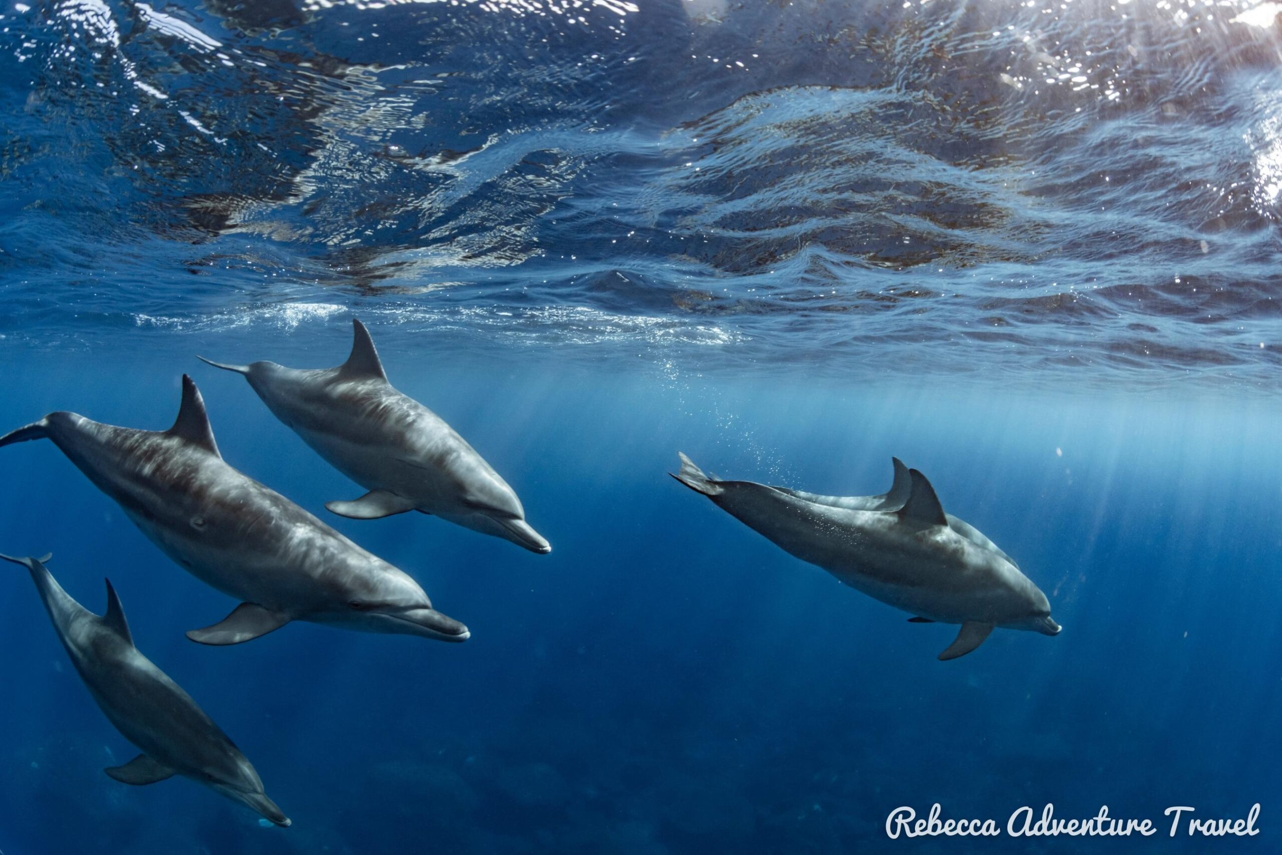 Galapagos Marine reserve dolphins
