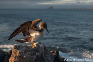 Galapagos Island Wildlife