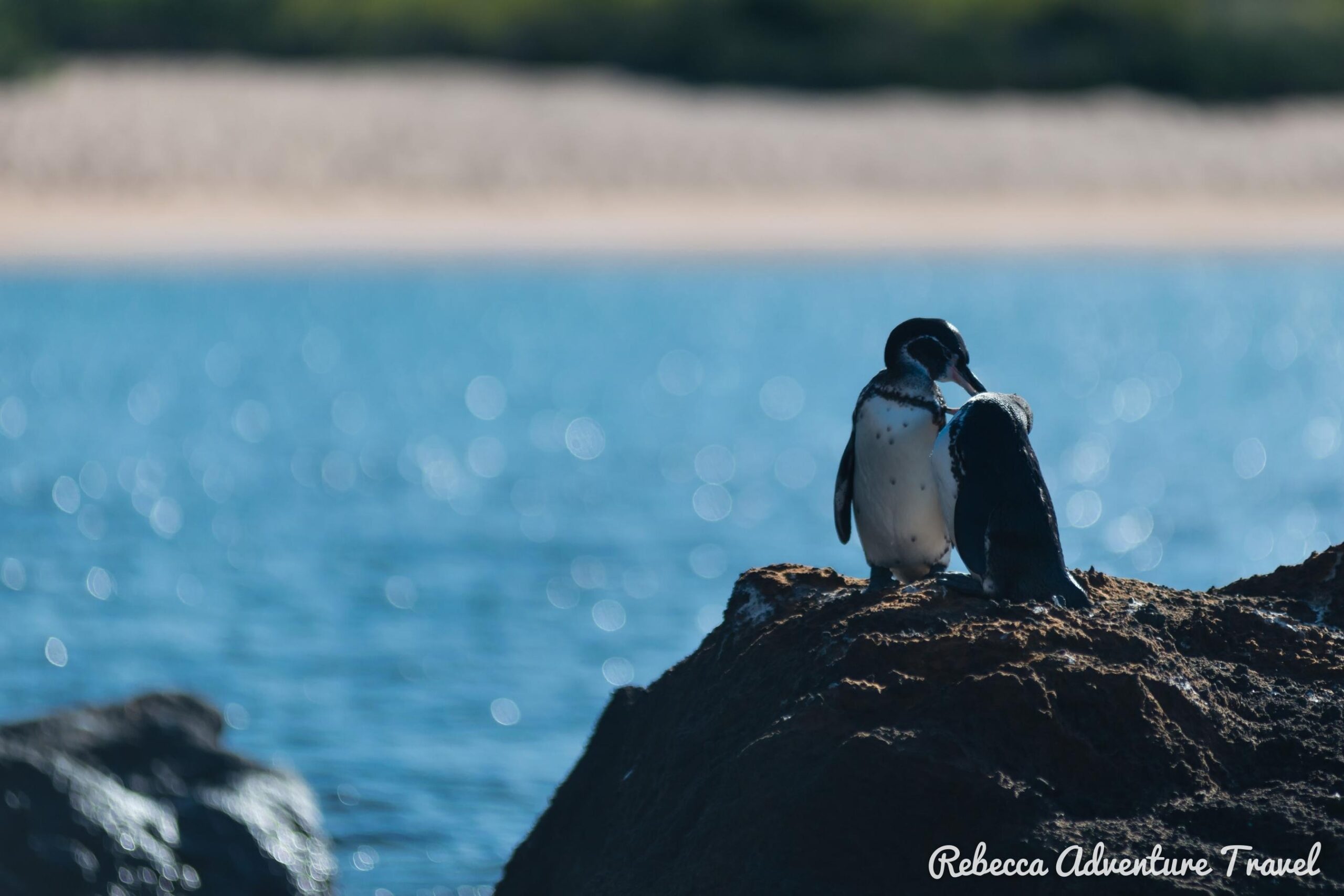 Galapagos penguins on sea rocks.