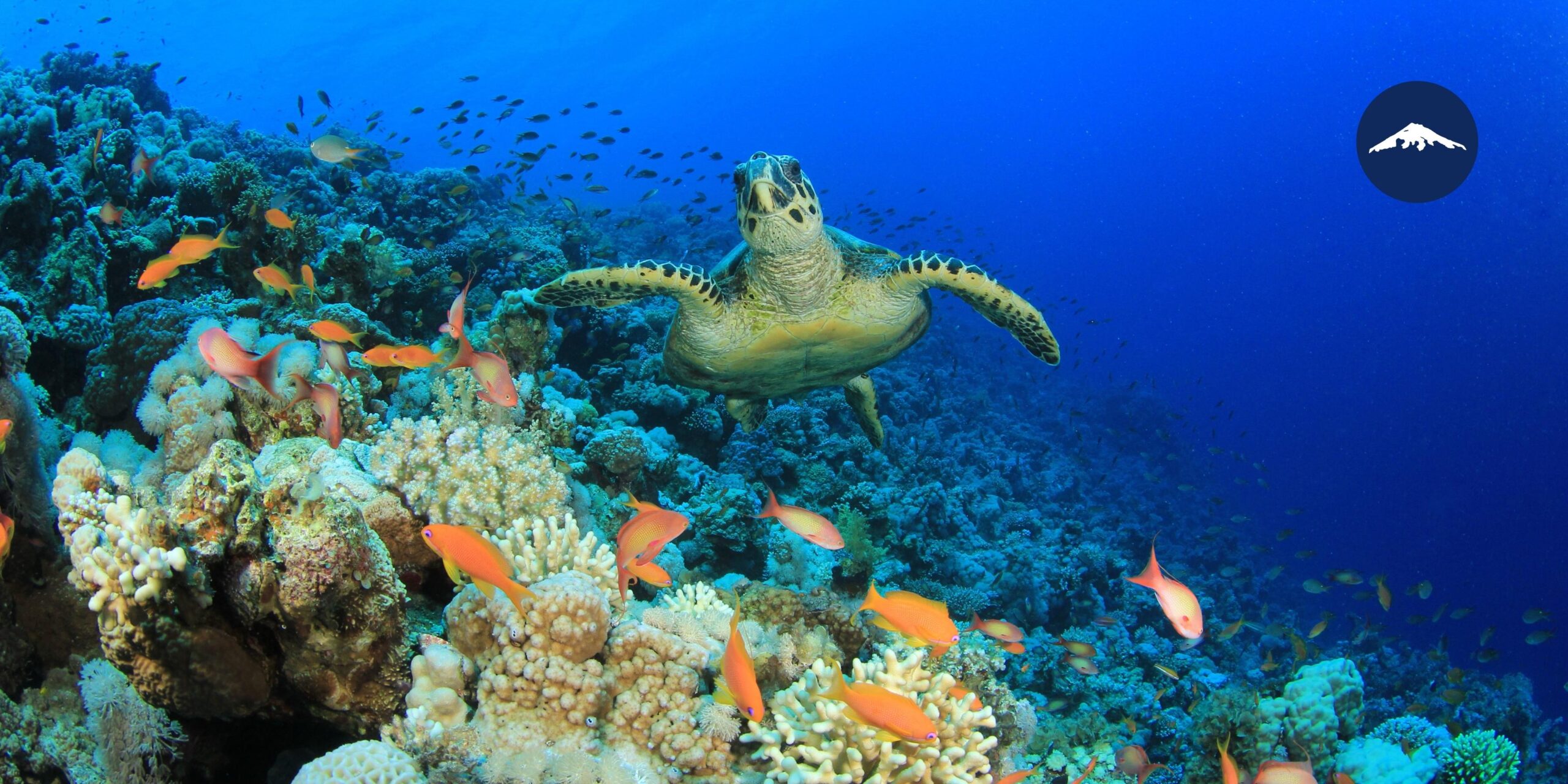 Galapagos Marine Reserve