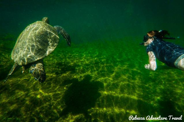 Snorkeling experiences alongside sea turtles.