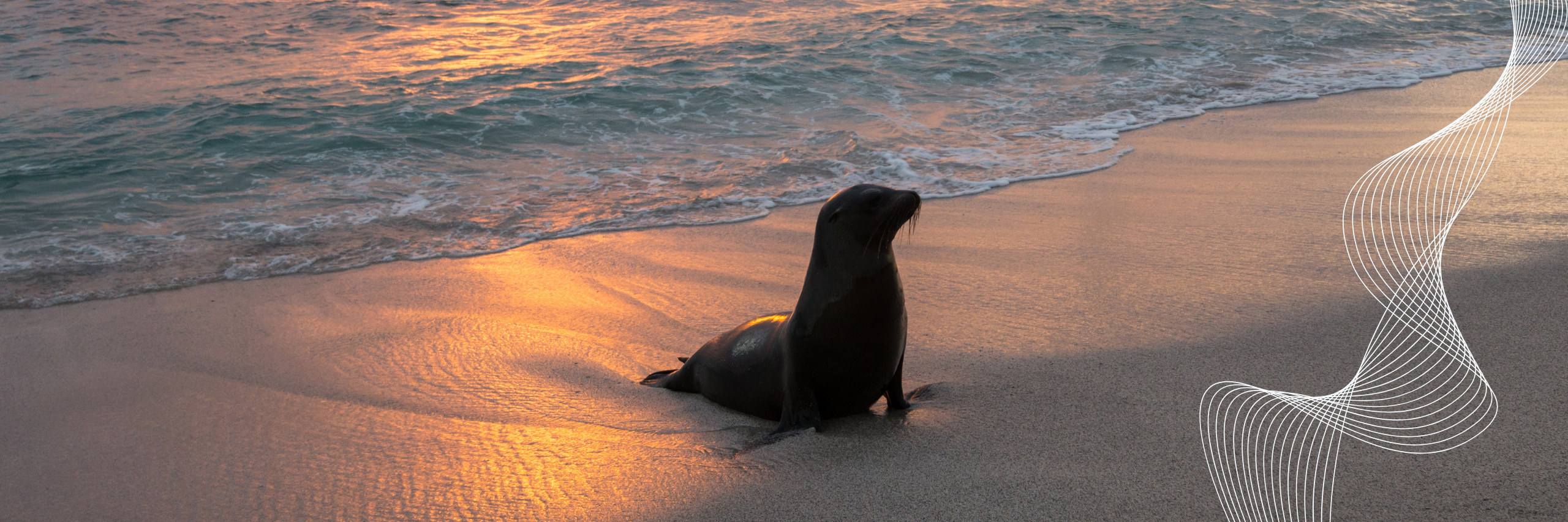 Descubre las Islas Galápagos con Rebecca Adventure Travel.