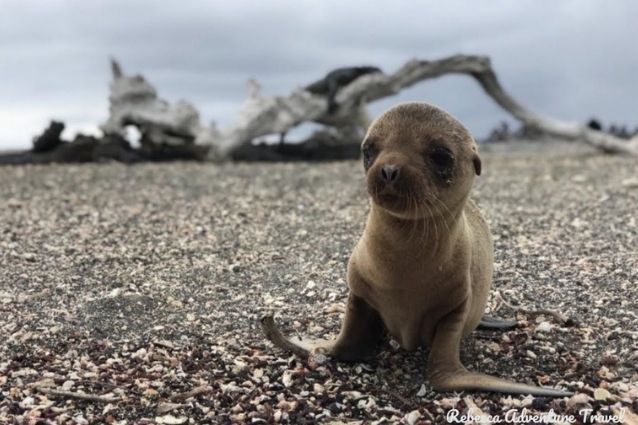 Baby sea lion in the Galapagos Islands