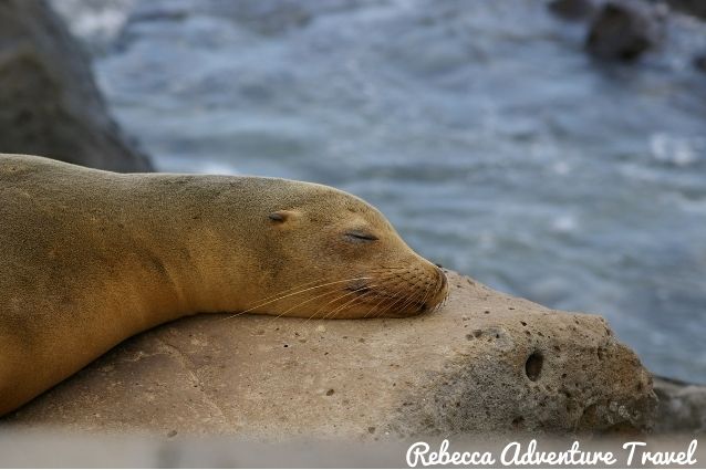 Sea lion sleeping in a rock