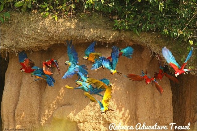 Colorful birds licking the bank of clay
