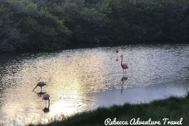 Flamingos walking in a lagoon 