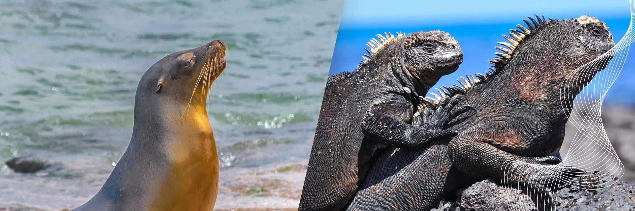 Galapagos-Seal_Marine-Iguana_Galapagos